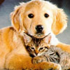 Seminar Penyakit Pernafasan Pada Anjing & Kucing