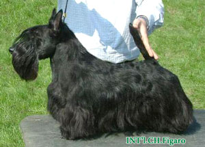 Anjing Scottish Terrier