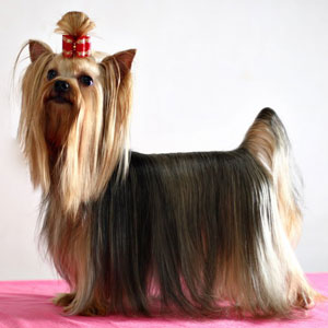 INA.THAI.CH.Mighty Silvester Of Dorothy's Angel