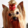 INA.THAI.CH.Mighty Silvester Of Dorothy's Angel