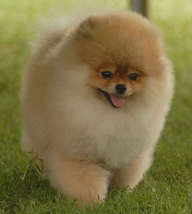 Anjing Pomeranian