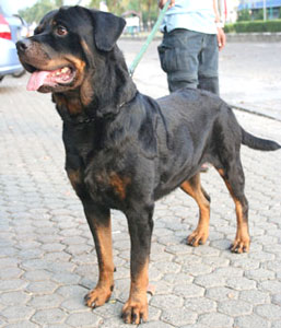 Argos Von Calista