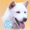 PERKIN Bali Multitrah Dog Show