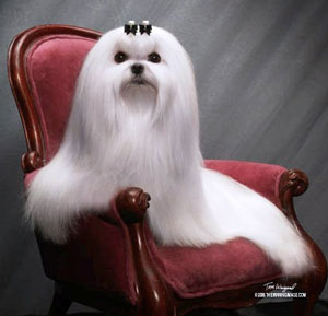 Anjing Maltese