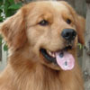 BIE.INA.CH.Golden Castles Wab (Winner)