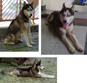 Chiko Von Kalibu
