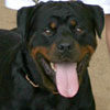 Latihan Bersama Rottweiler Surabaya