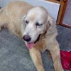 Siapa Pemilik Golden Retriever Ini?