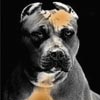 One Day With My Pitbull