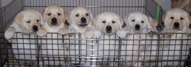Tips Membeli Anjing