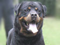 Devil Rottweiler Bomber From Arsic