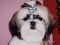 D'Lucrezia Oba Olery   (Larry)