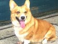 INA.TH.CH.Toby Of Sungcheon Aekyun