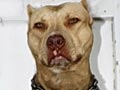 Brandy Von Borneo