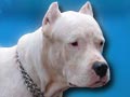 A.Rambo Von Bodyguard