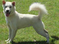 Balinese Dog Kennel
