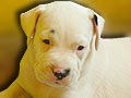 Yehuda Dogo Argentino