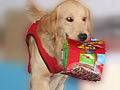 Liputan Dog Day With Style