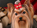 INA.CH.Oxana Champion Little Lion