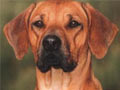Anjing Rhodesian Ridgeback