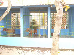 YEHUDA KENNEL