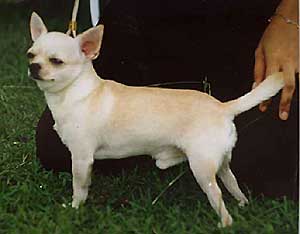 INA. CH. Lambrou's Noble Prize (Timmy)