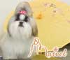 Marvel Shih Tzu