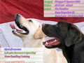 Fun Together With Labrador Retriever 2