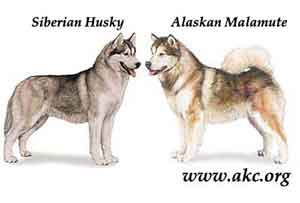 Mengenai Alaskan Malamute dan Siberian Husky