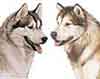 Mengenai Alaskan Malamute dan Siberian Husky