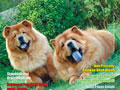 DOGfans News Edisi 86/Agustus 2008