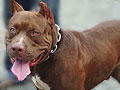 Tomy von Moxier Guardian Dog's