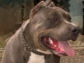 Modern Dogs Rocky