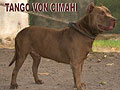 Tango von Cimahi