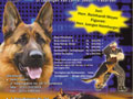 Pameran Nasional Anjing Gembala Jerman 2008