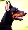 Dobermann Von Hosana