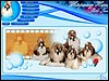 Whispering Hope Shih Tzu