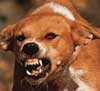 Awas...Bahaya Rabies !!!
