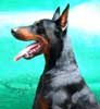 KDI.Champion. H. King Von Liphier
