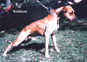 Pitbull : Gameness dari APBT