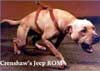 Pitbull : Gameness dari APBT