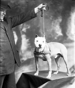 Pitbull : Sekilas Mengenai Old Type APBT