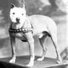 Pitbull : Sekilas Mengenai Old Type APBT