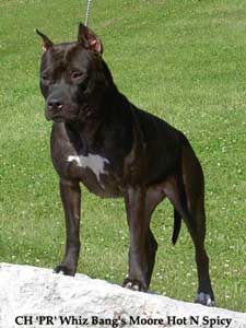 Sejarah Old Family  dan  Staffordshire Terrier/ Strain Black Nose
