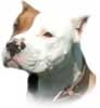 Sejarah Old Family  dan  Staffordshire Terrier/ Strain Black Nose