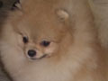 The Sun of T Babypom�s 