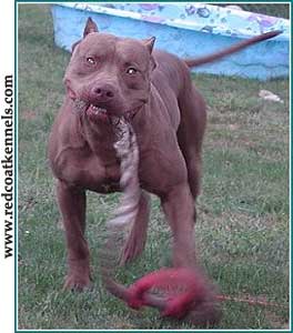 Ekspos Media Tentang  Pit Bull Sebagai Monster