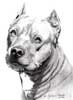 Ekspos Media Tentang  Pit Bull Sebagai Monster