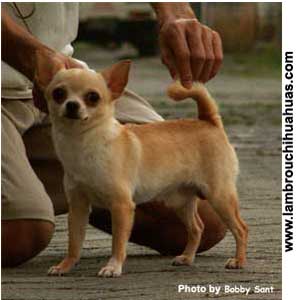 Tips Memelihara Chihuahua