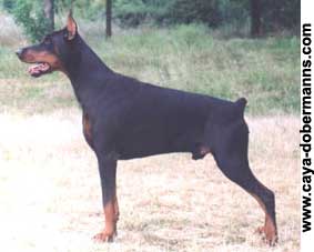 Dobermann